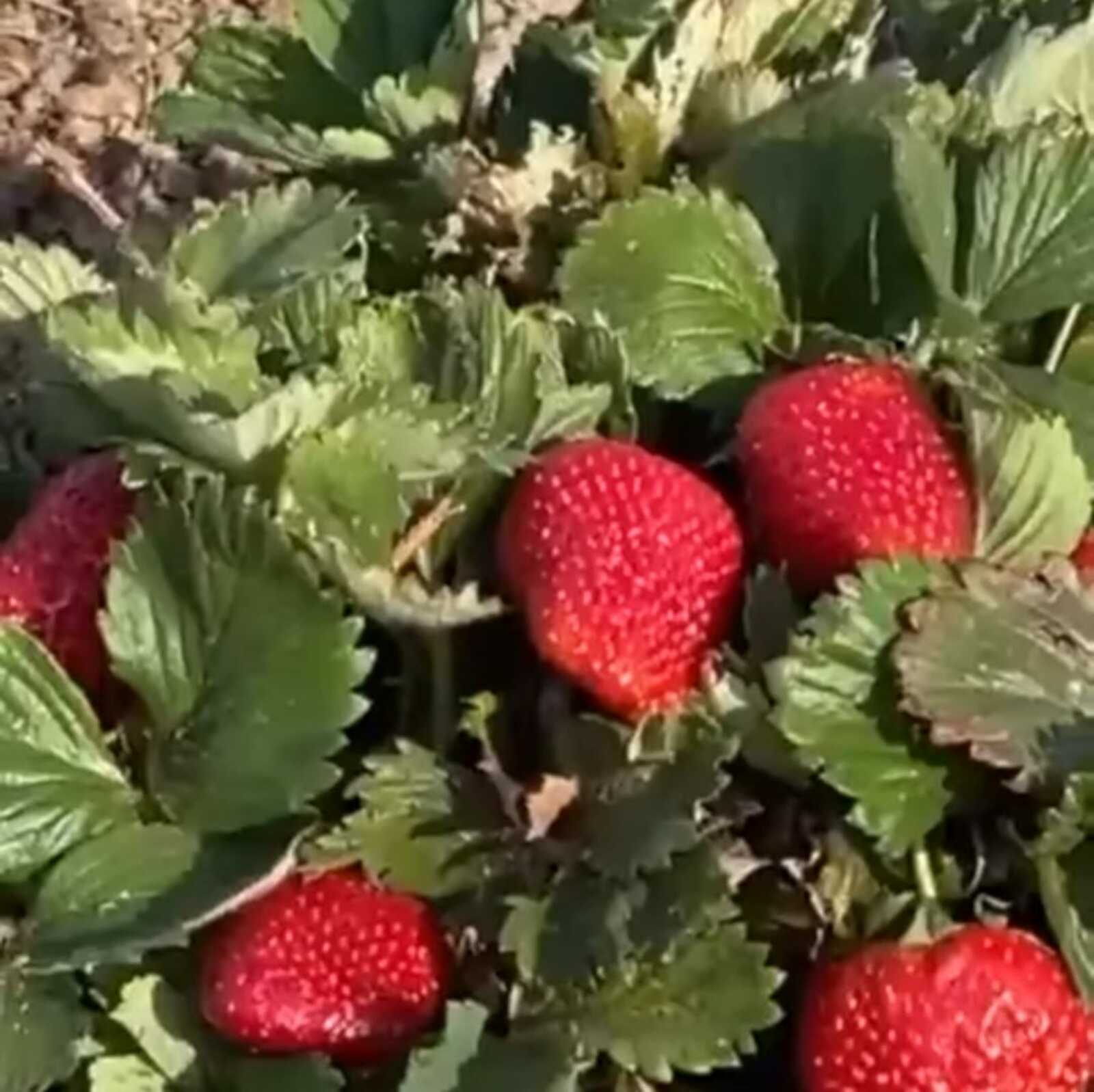 Баҡса еләге уңһын тиһәгеҙ