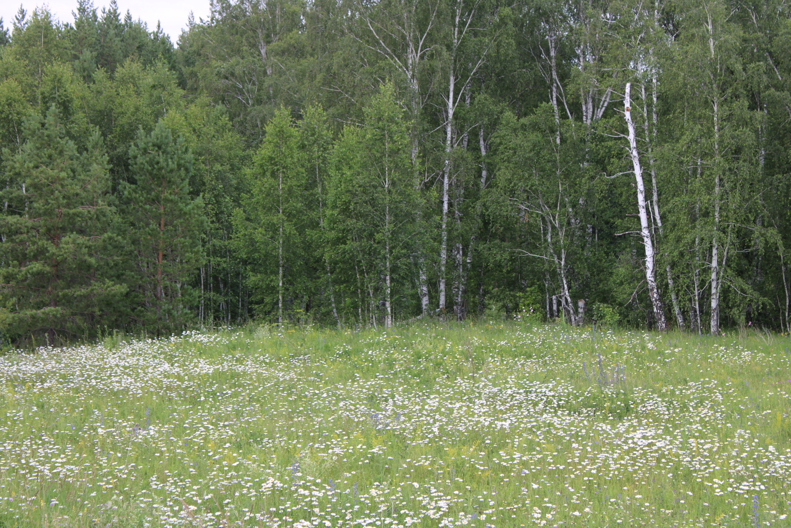 Әсәйемде һуңғы юлға оҙата алмауыма  йөрәгем яна