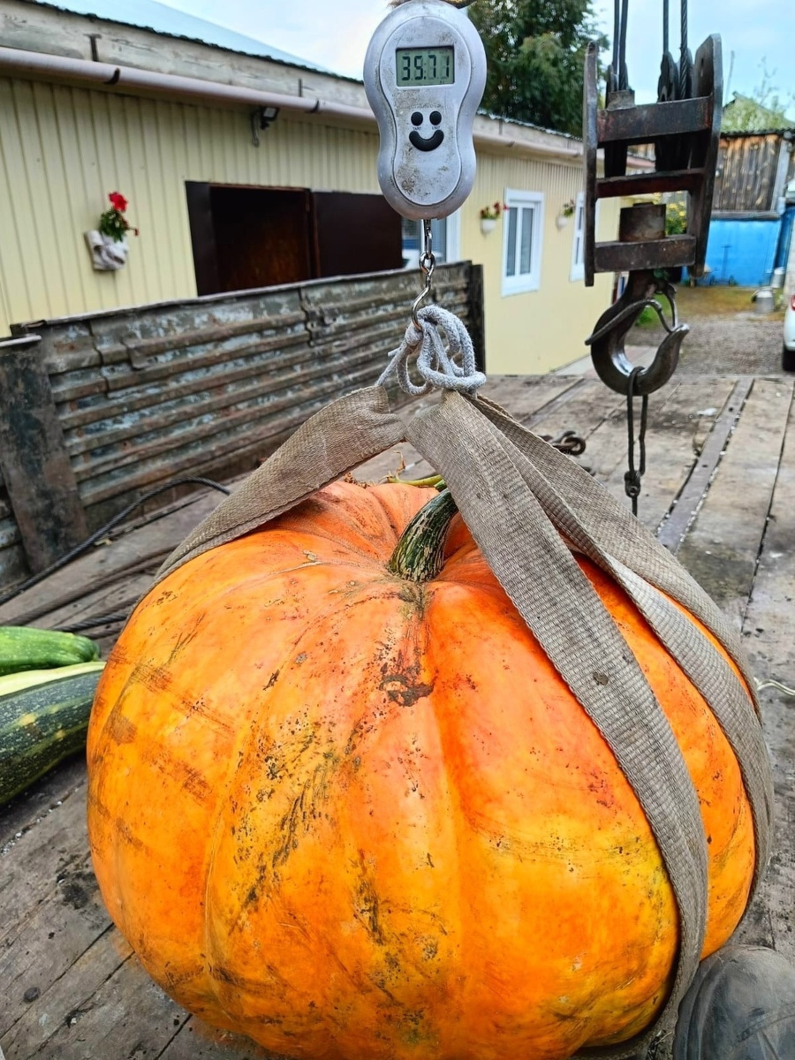 Ҡабаҡ ҙу-у-ур булып үҫкән!