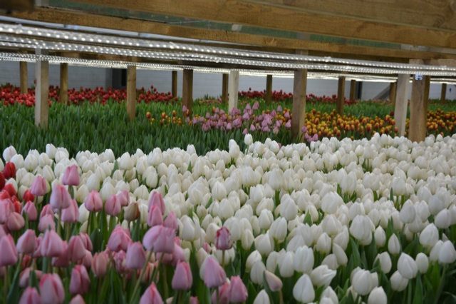 Ғафури ере ләлә сәскәләренә күмелгән