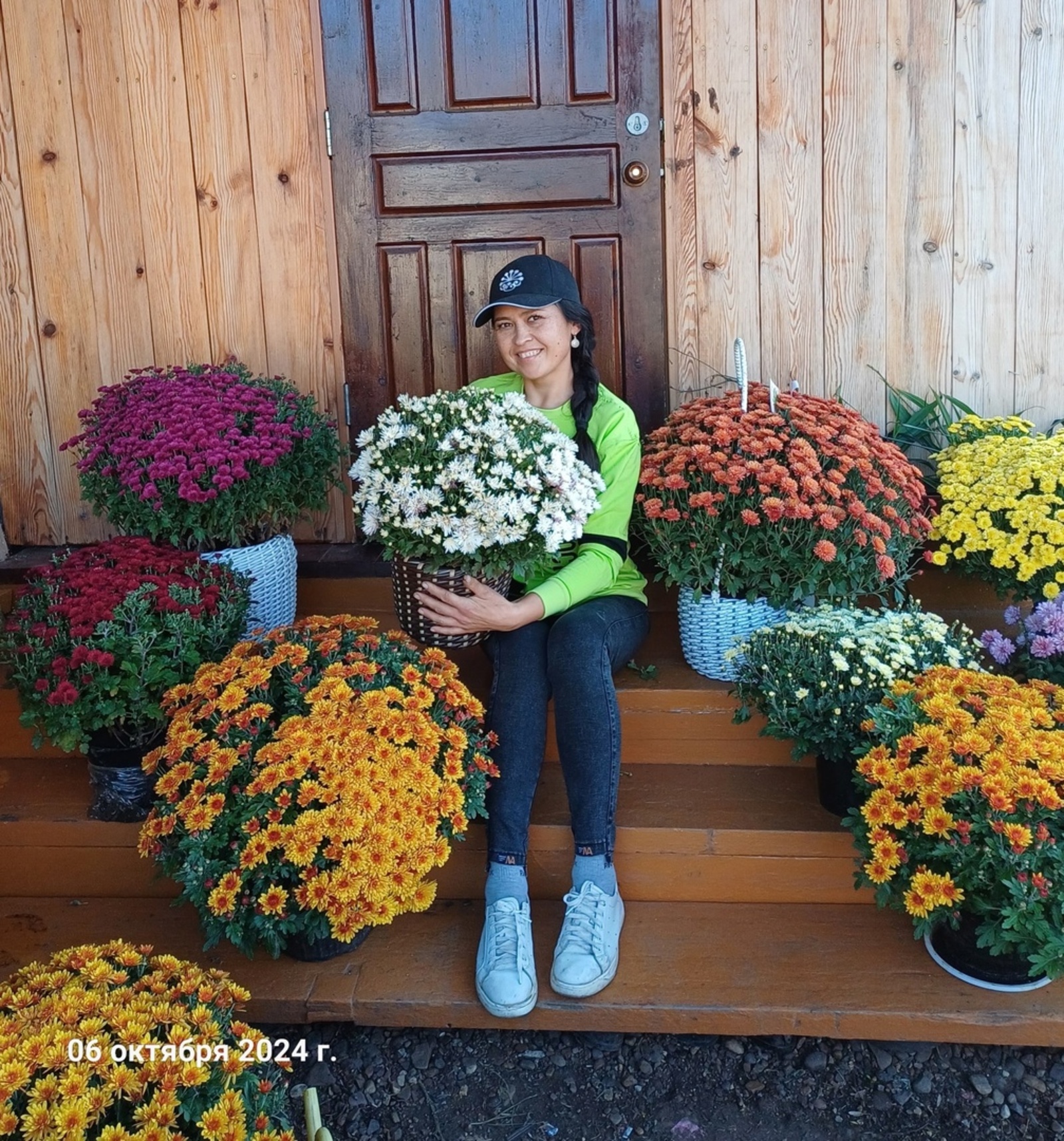 Гөлфиназ хризантеманы нисек үҫтерә?