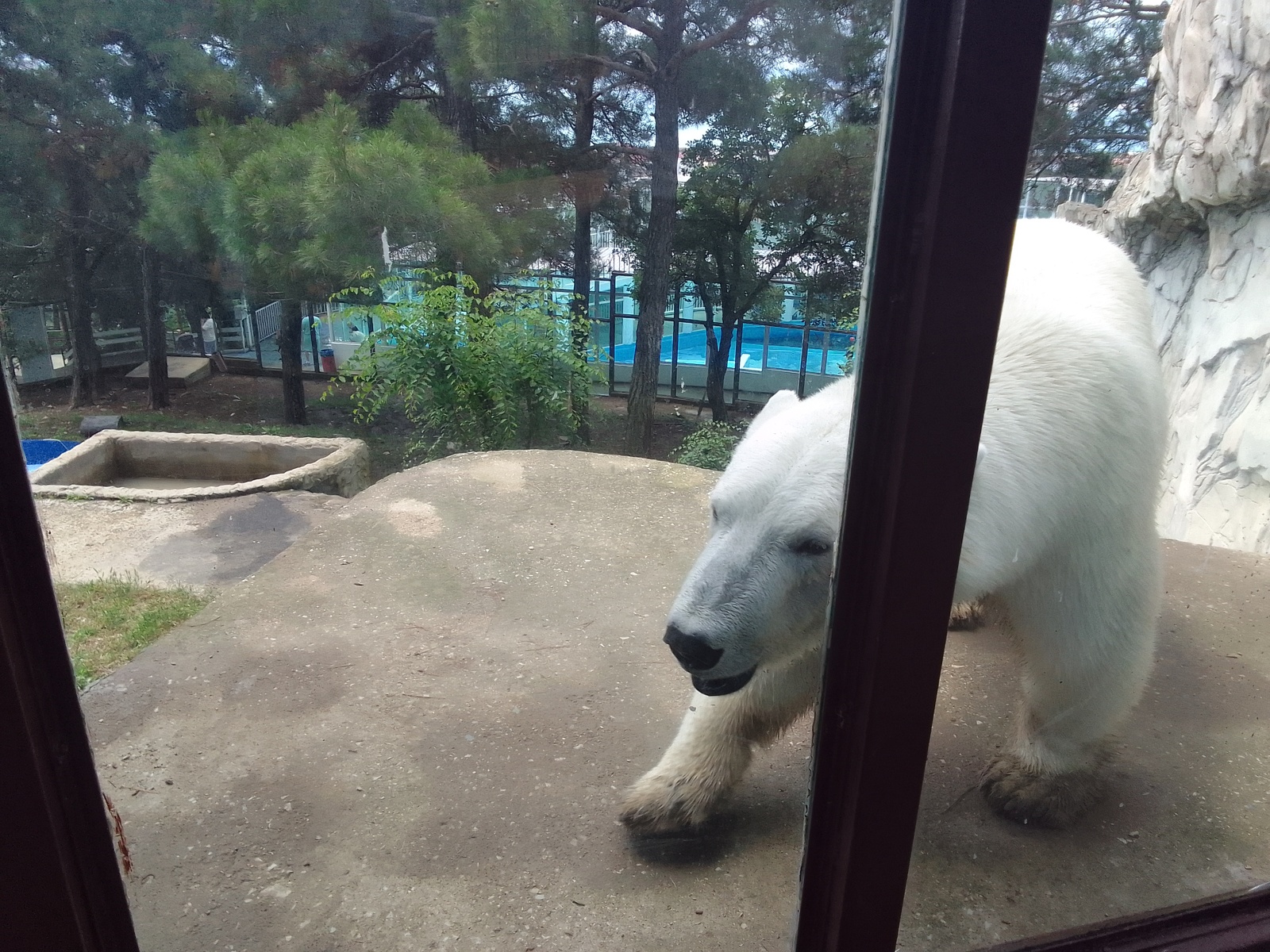 Бишәүһе янып үлгән...