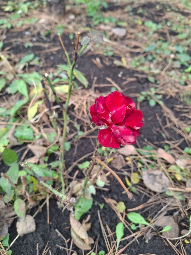 Ҡар бөртөктәре урынына... сәскәләр