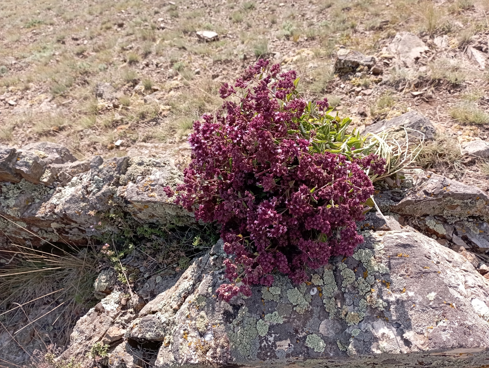 Рәмилә: "Түшемдәге кистаны шулай бөтөрҙөм"