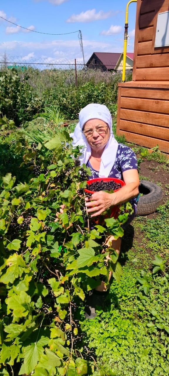 Көн һайын өс-дүрт помидоры ҡыҙарып тора