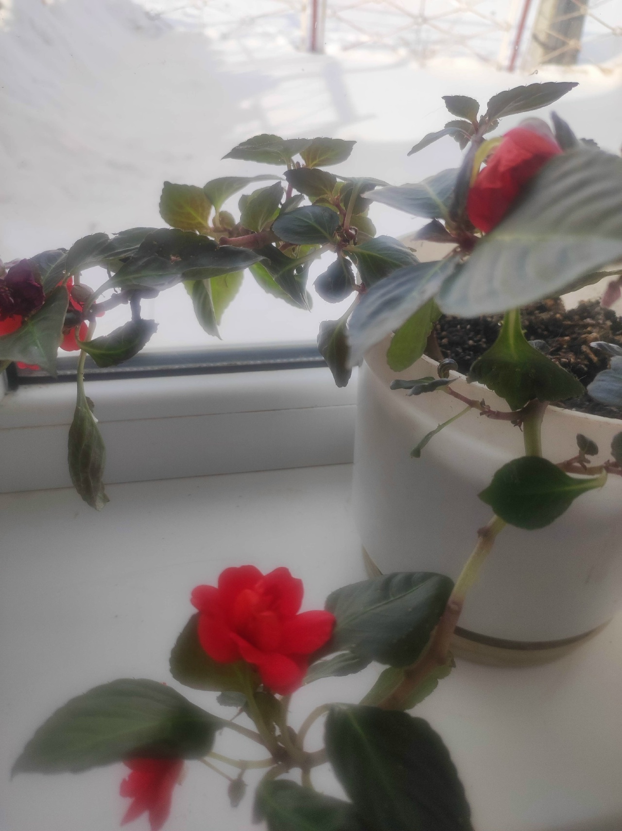 Гөлдәрем һәр саҡ сәскә ата