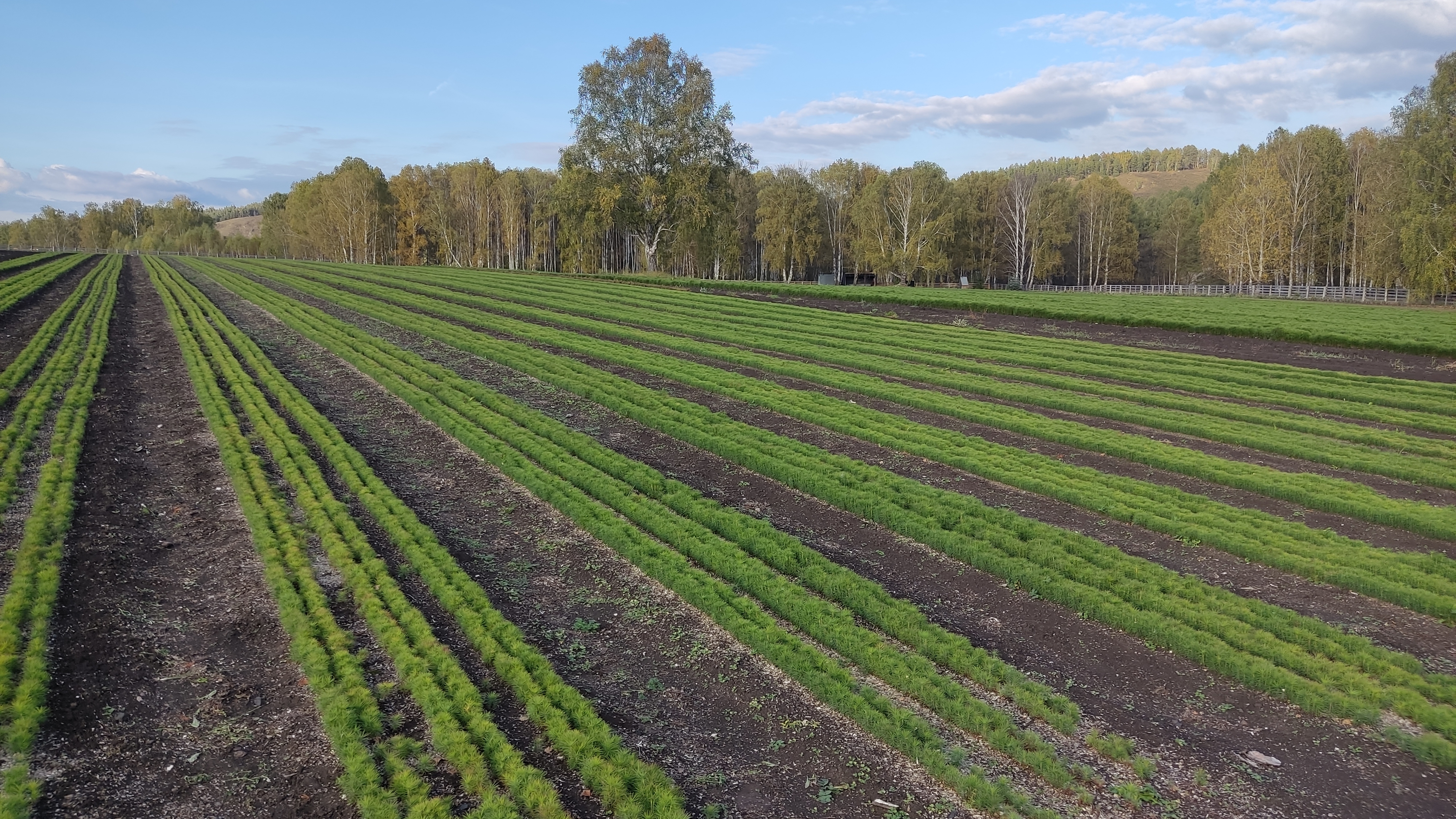 Иң яҡшы питомник Марселдә