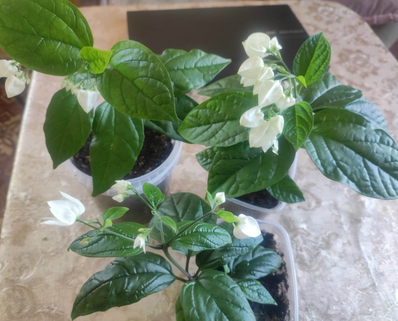 Гөлдәрем һәр саҡ сәскә ата