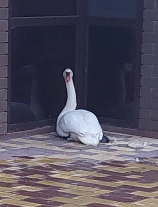 Аҡҡош тоғролоғо: мөхәббәтен эҙләп килгән