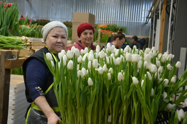 Ғафури ере ләлә сәскәләренә күмелгән