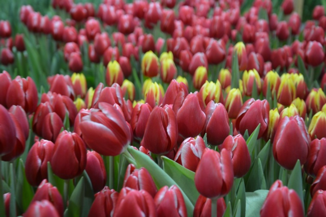 Ғафури ере ләлә сәскәләренә күмелгән