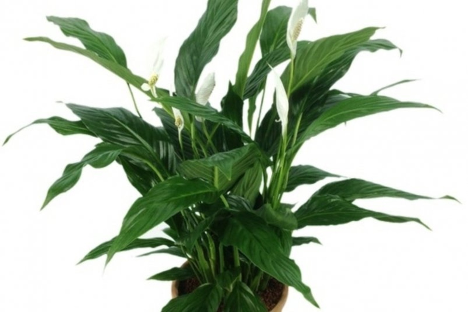 Бәхет гөлөң сәскә атһын тиһәң...