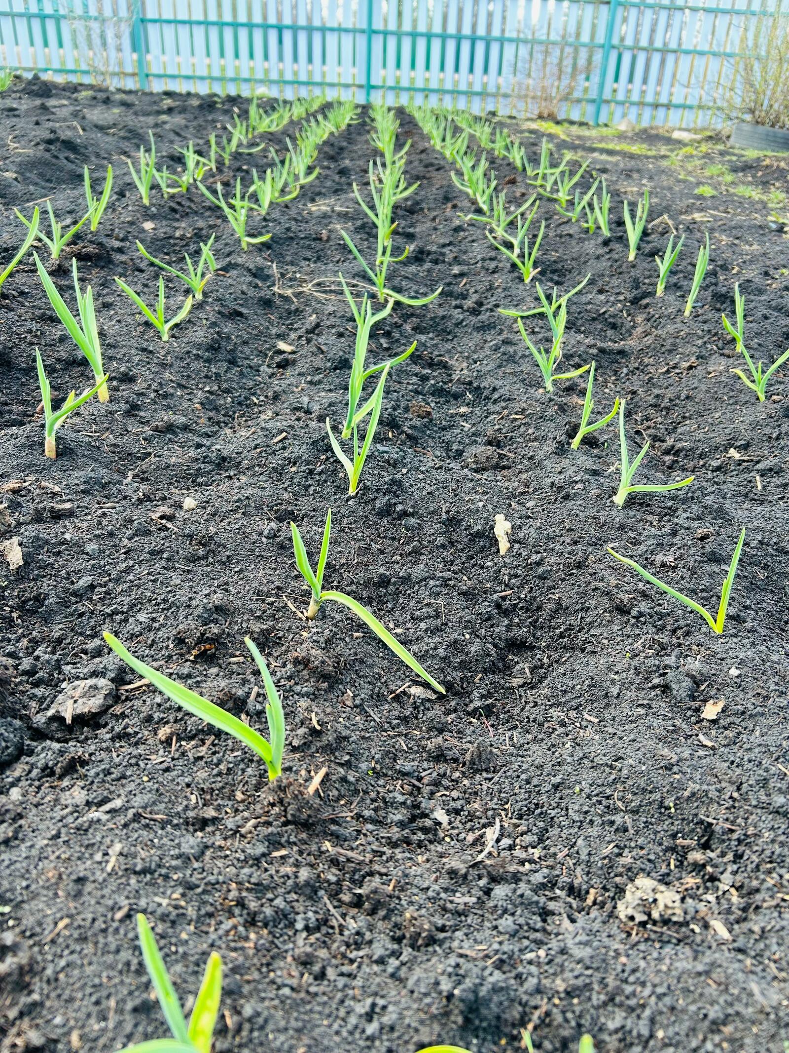 Остары һарғая башлаһа...