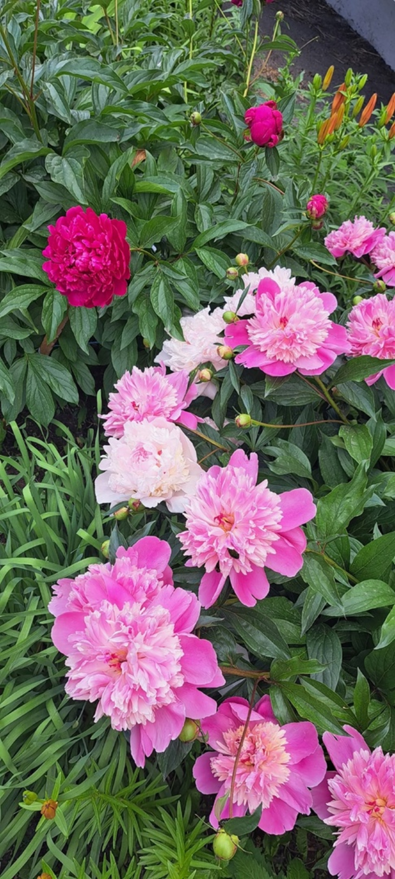 Байлыҡ һәм мөхәббәт сәскәһе