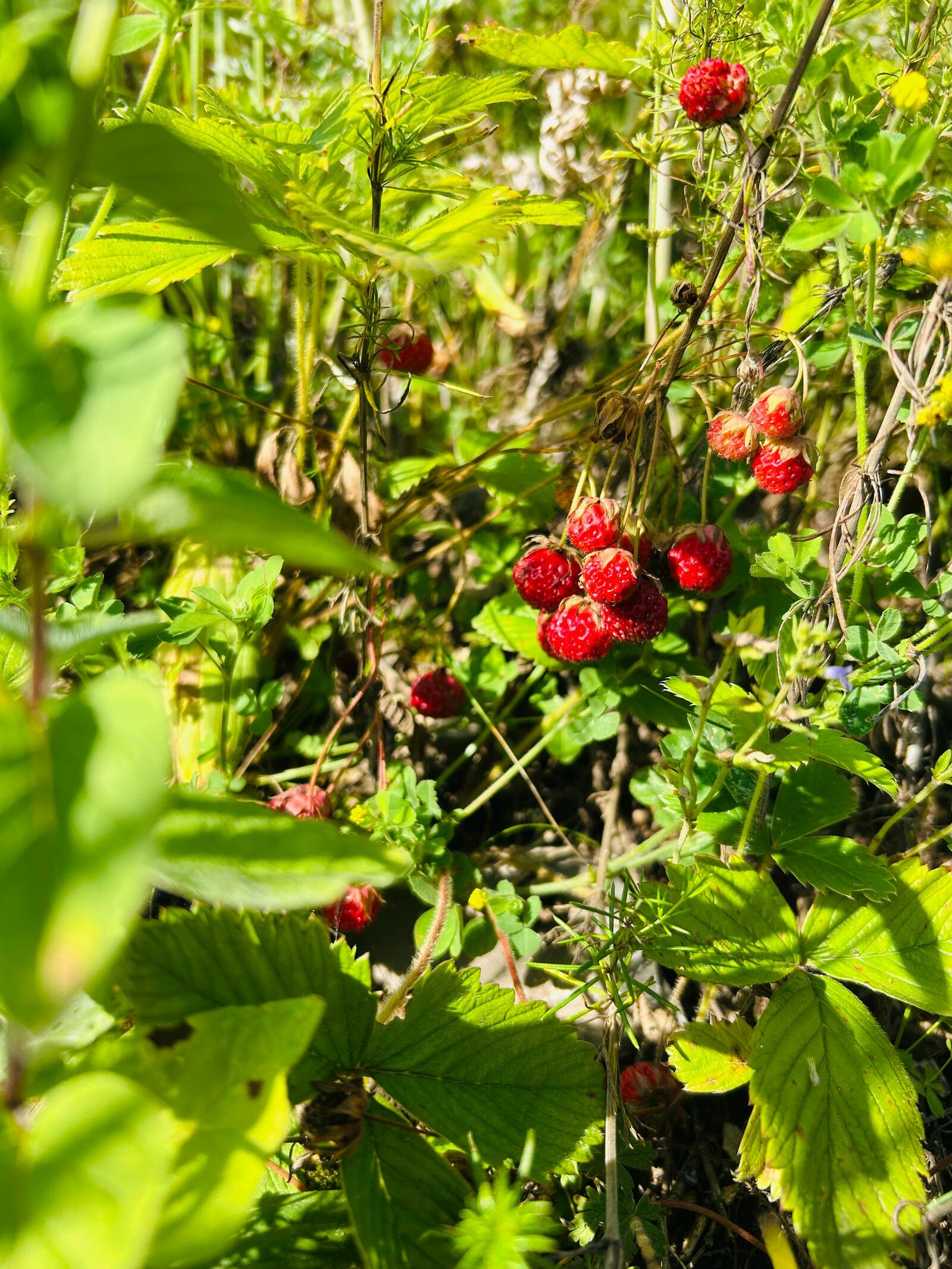 Нимә ашап яман шеште еңеп була?