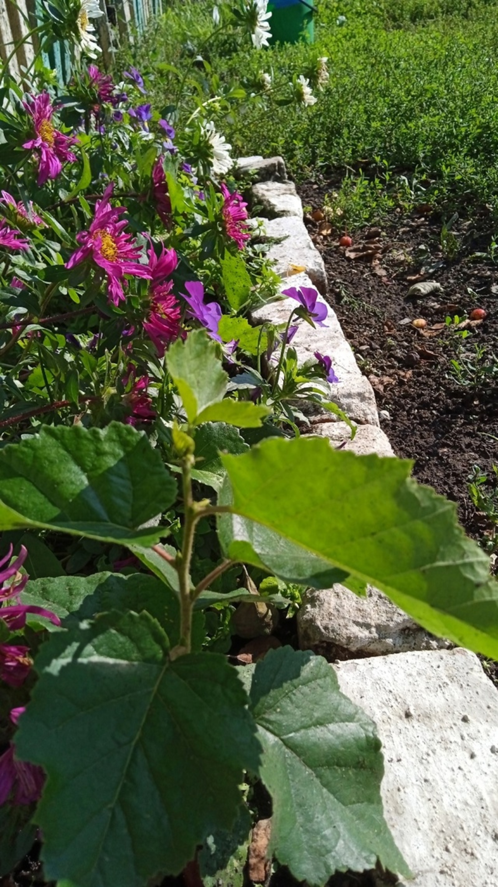 Рассада сәскәйнем... ҡайын үҫте!