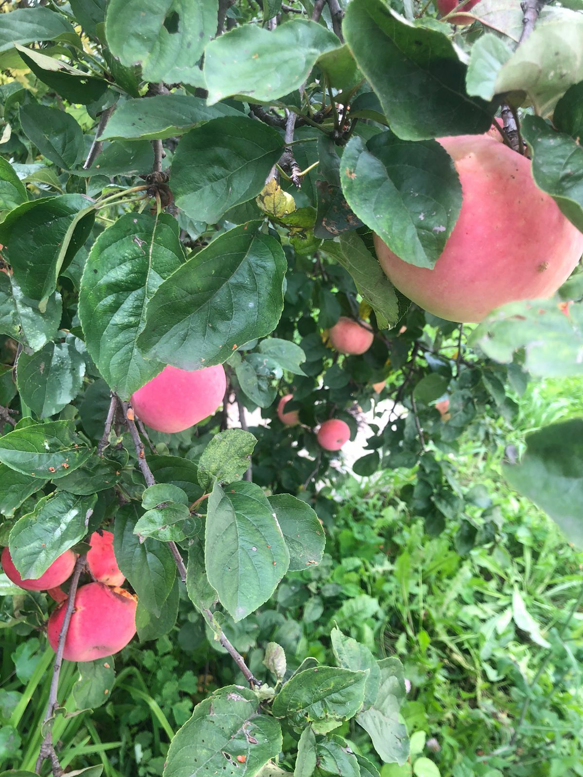 Балан менән алманан повидло эшләгәнегеҙ бармы?