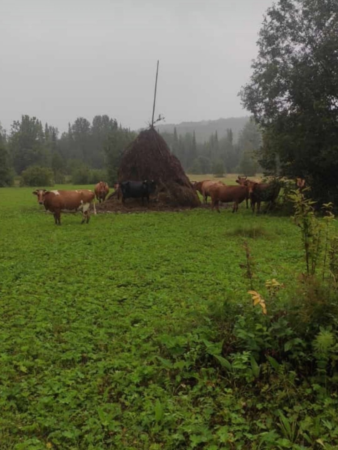 Ирҙәр бүләккә – ат, ҡатындар һыйыр аласаҡ!