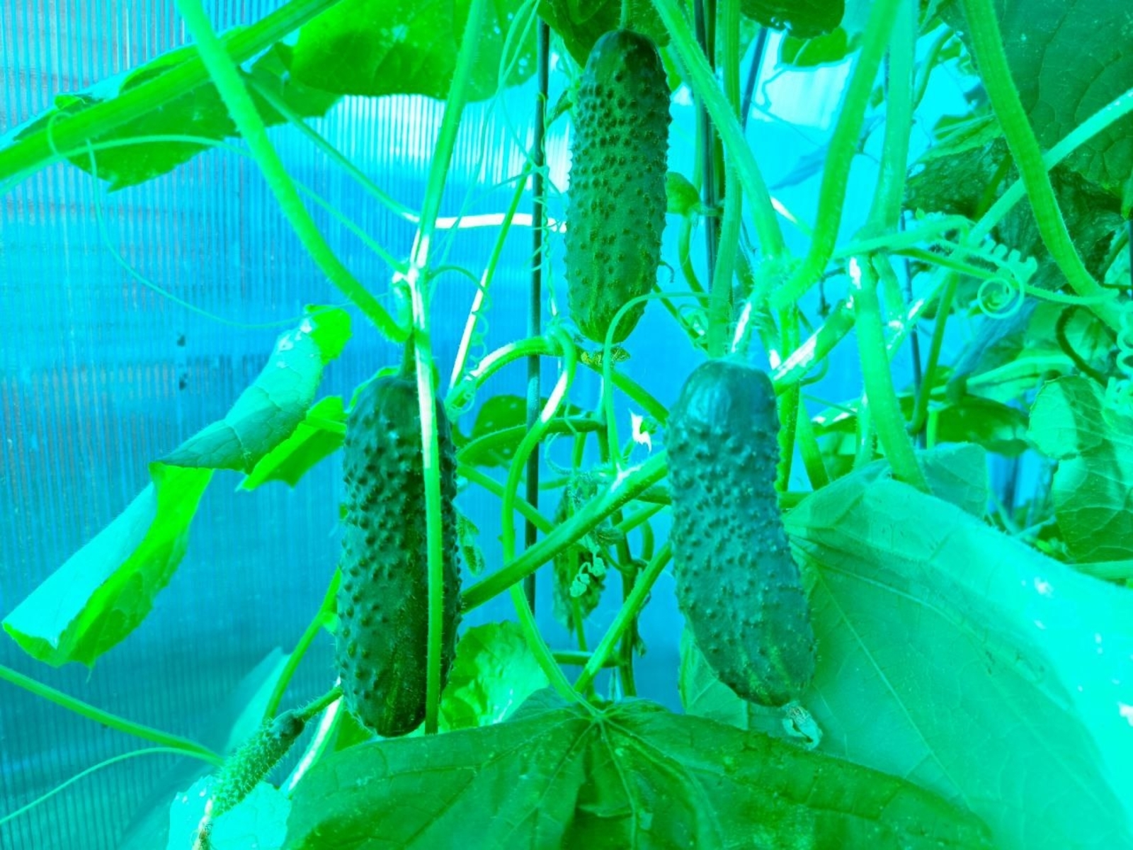 Хәҙер ултыртһаң, сентябрҙә өлгөрә