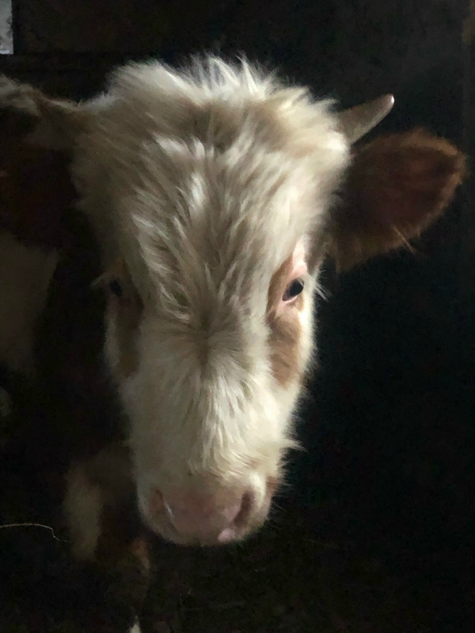 Юғалған башмаҡтың ҡайҙа йөрөгәнен әйтә...