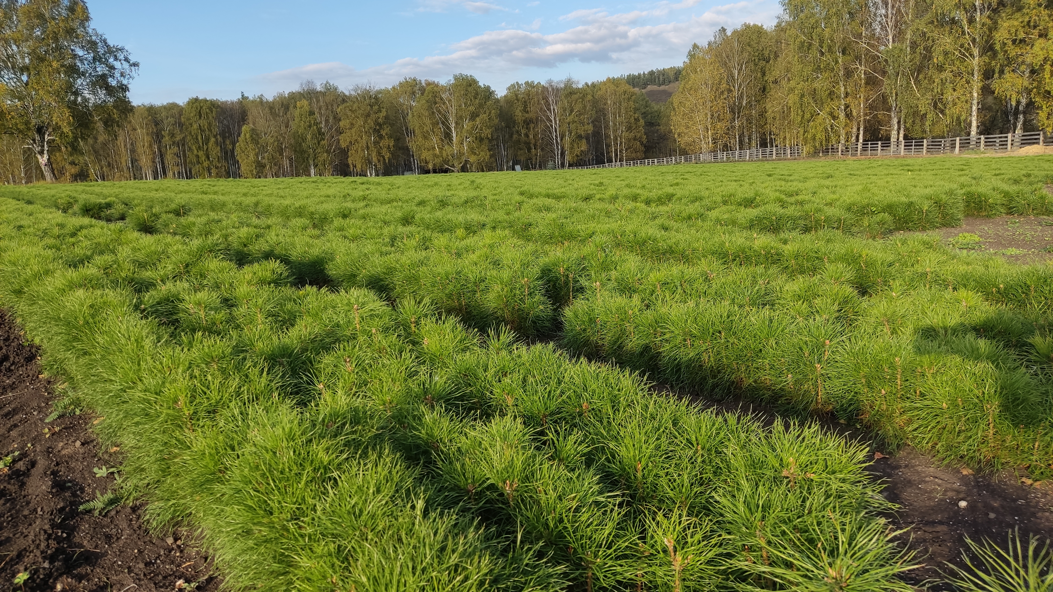 Иң яҡшы питомник Марселдә