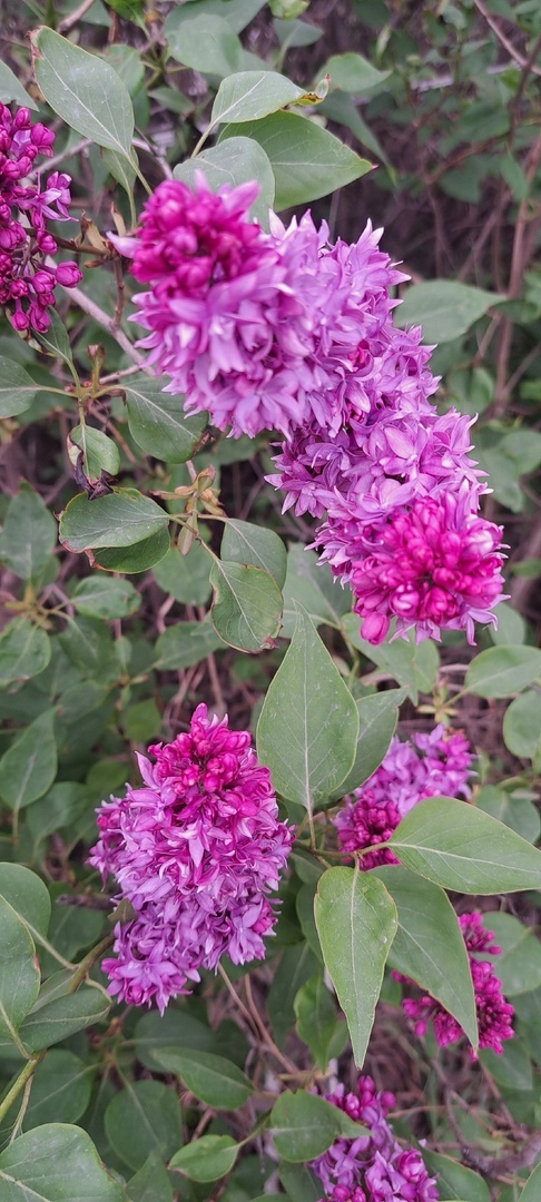 Сирень сәскәһенең майы ифрат файҙалы