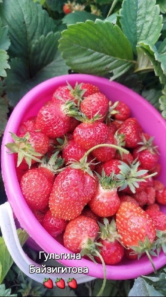 Баҡса еләге ҡайнатмаһы