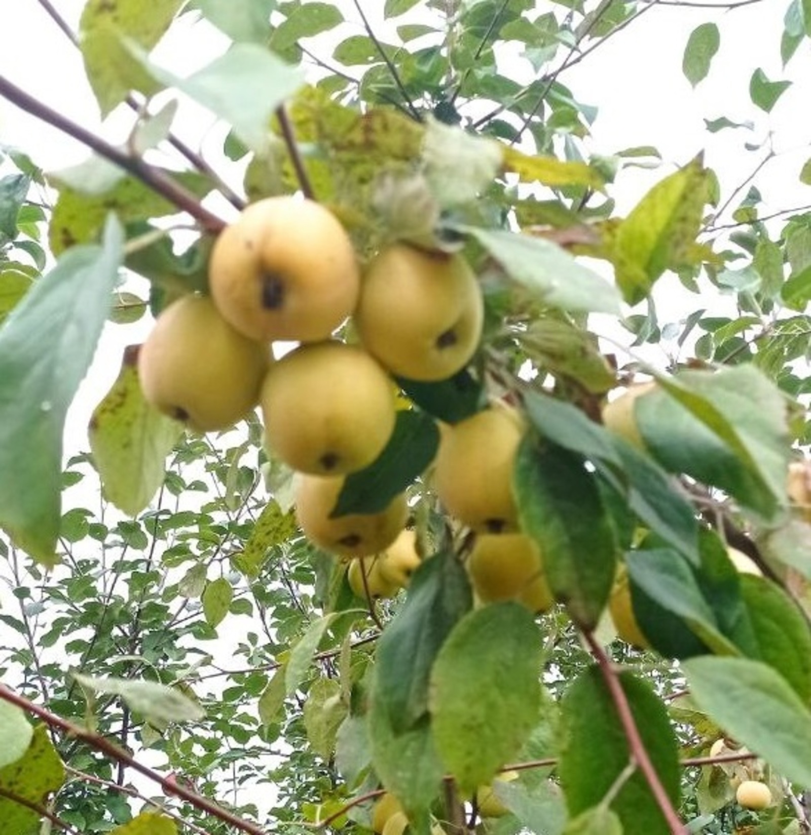 Алма менән ҡуйыртылған һөттән тәмлекәс