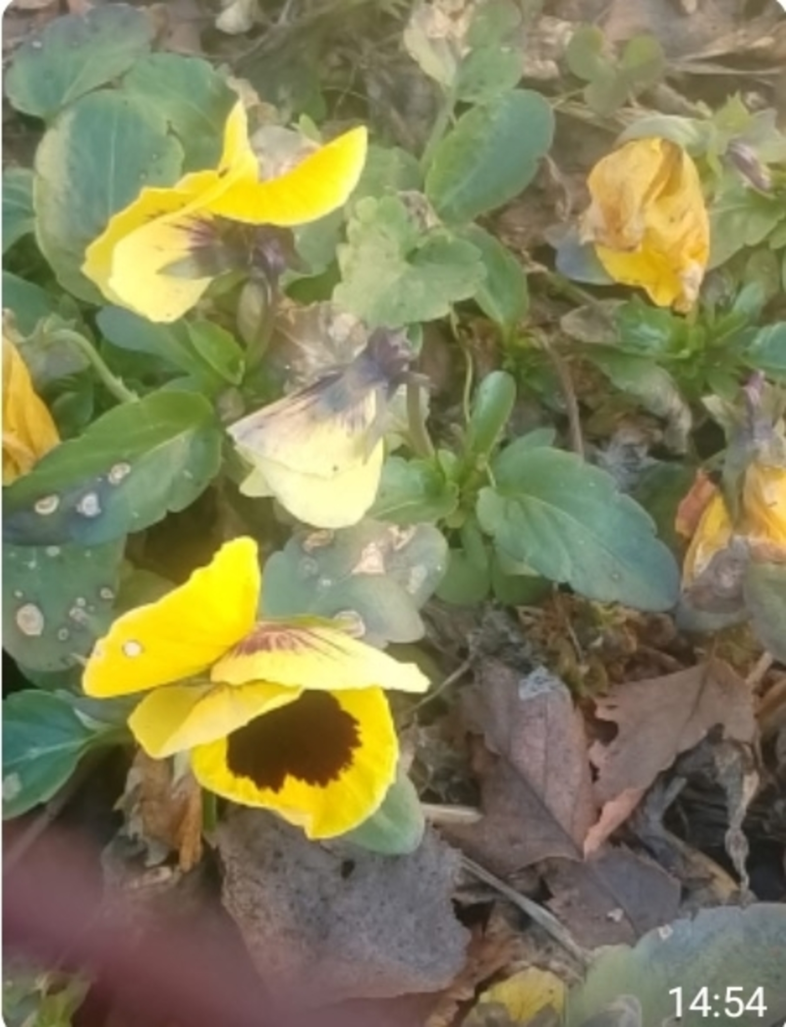 Ҡасанға тиклем "плюс" булыр?