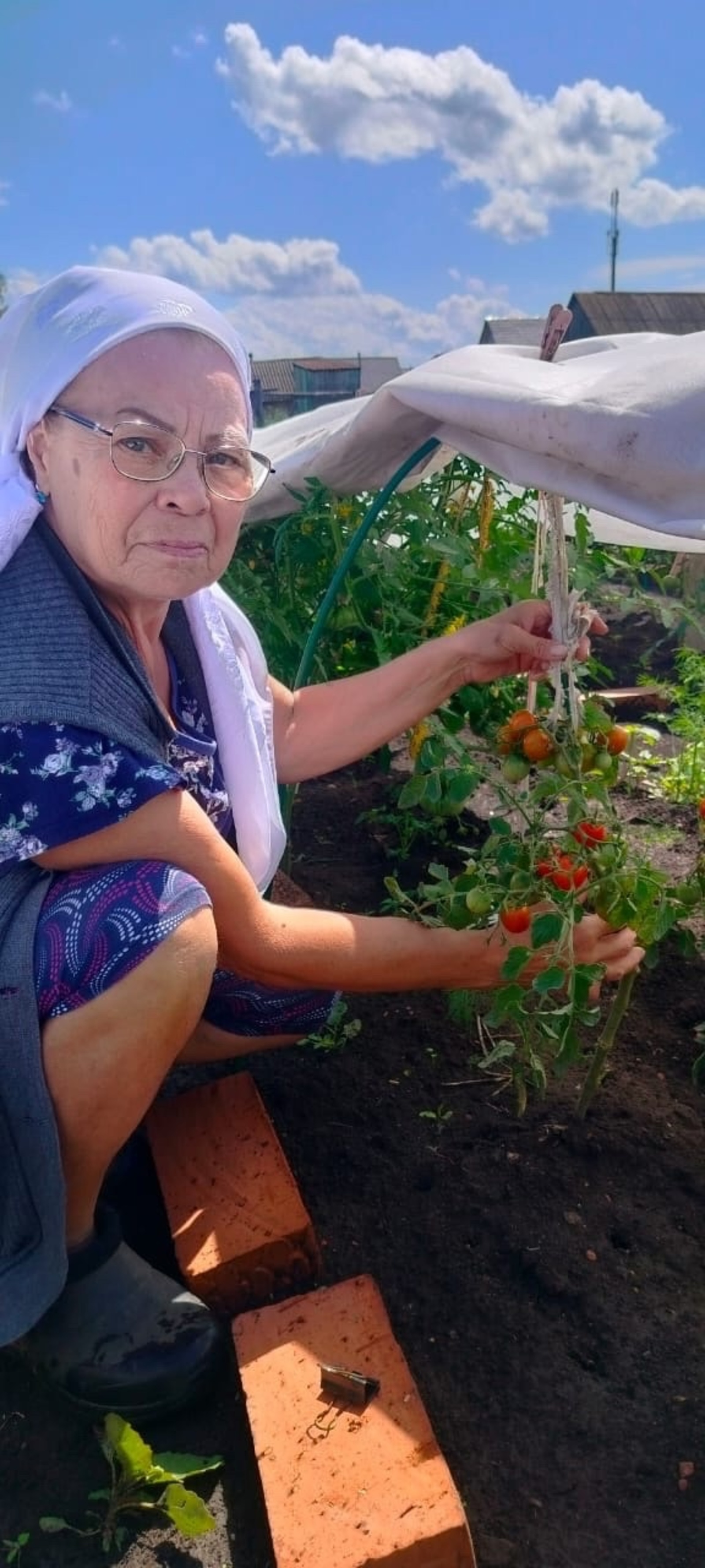 Көн һайын өс-дүрт помидоры ҡыҙарып тора