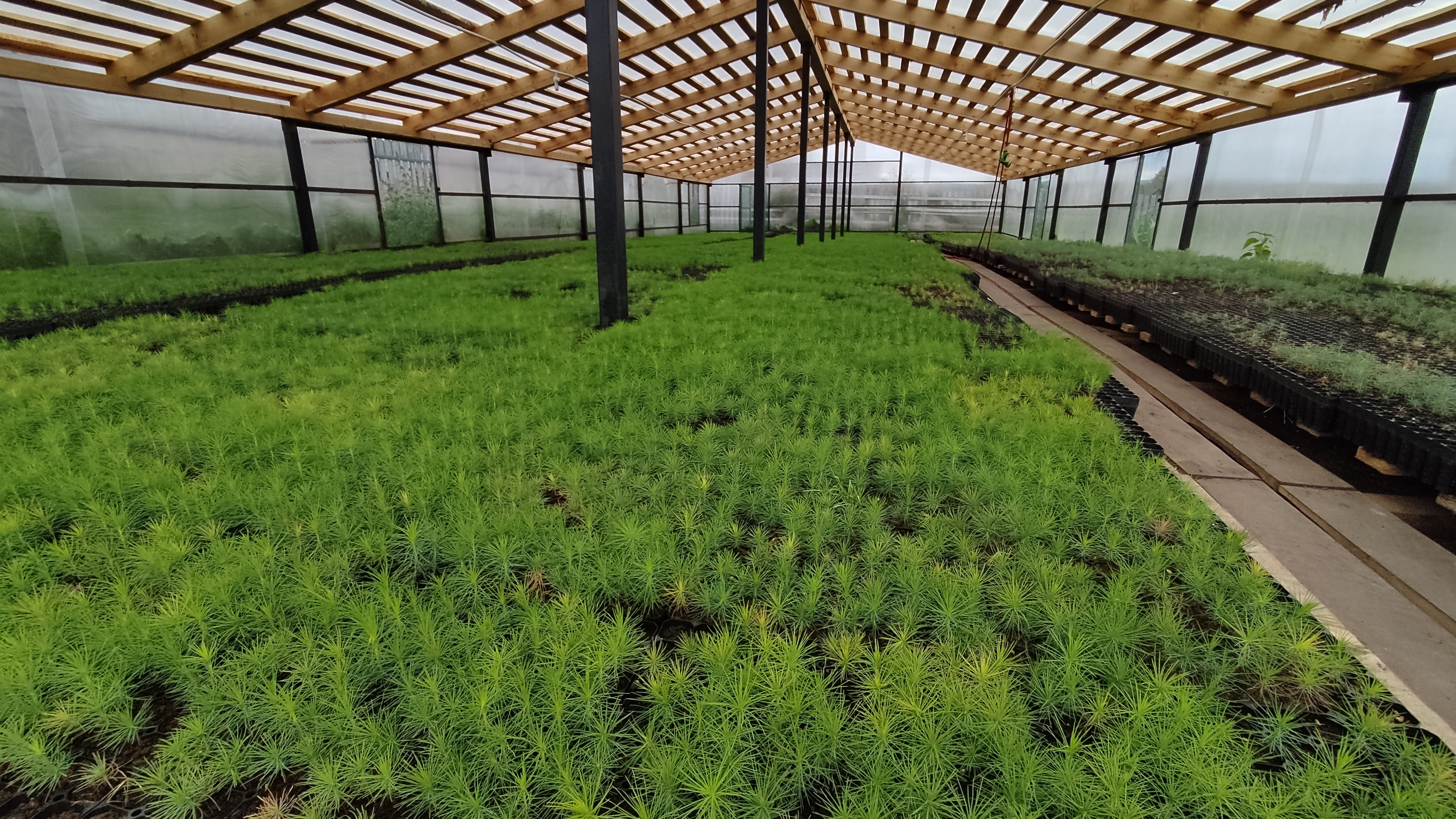 Янғын һүндереү менән генә сикләнмәйҙәр, ә урманды ла тергеҙәләр