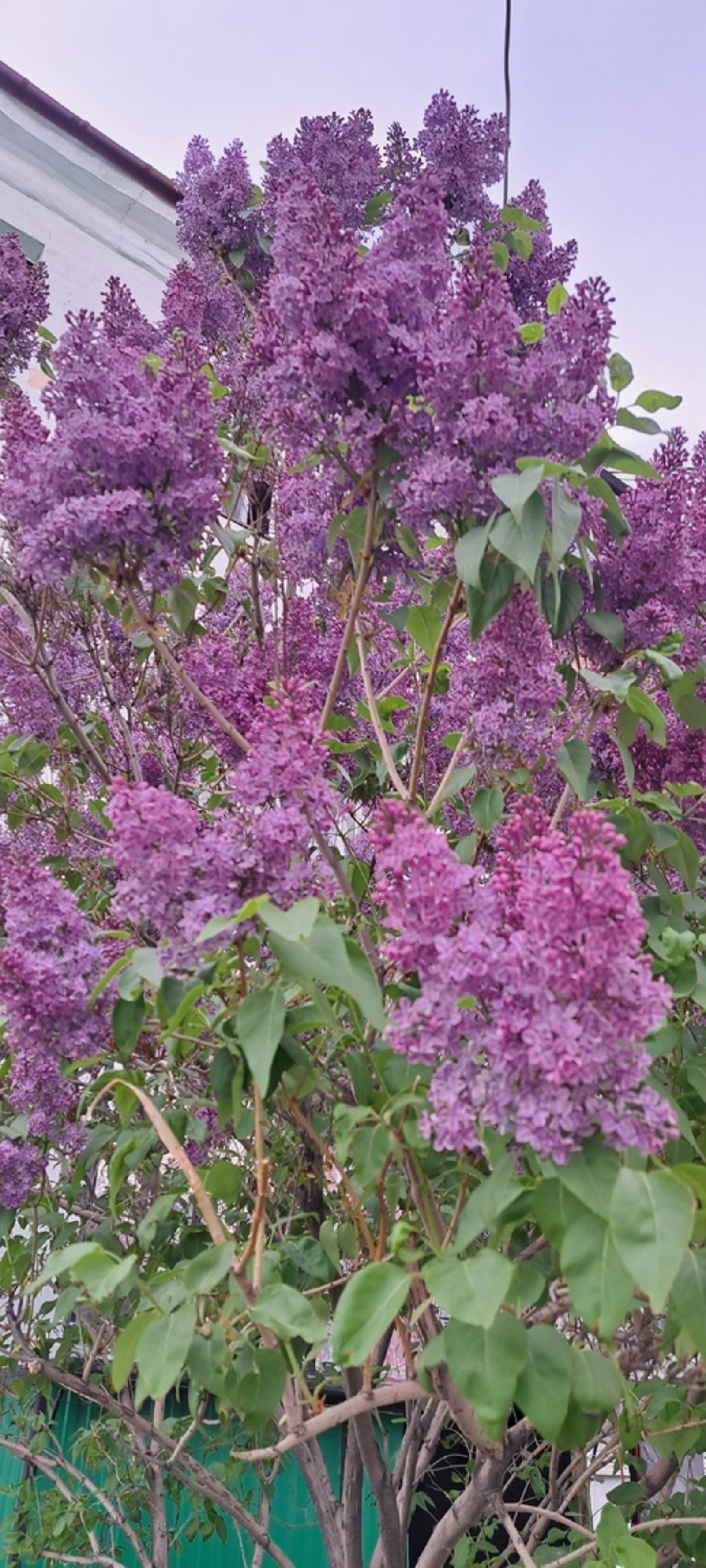 Сирень сәскәһенең майы ифрат файҙалы