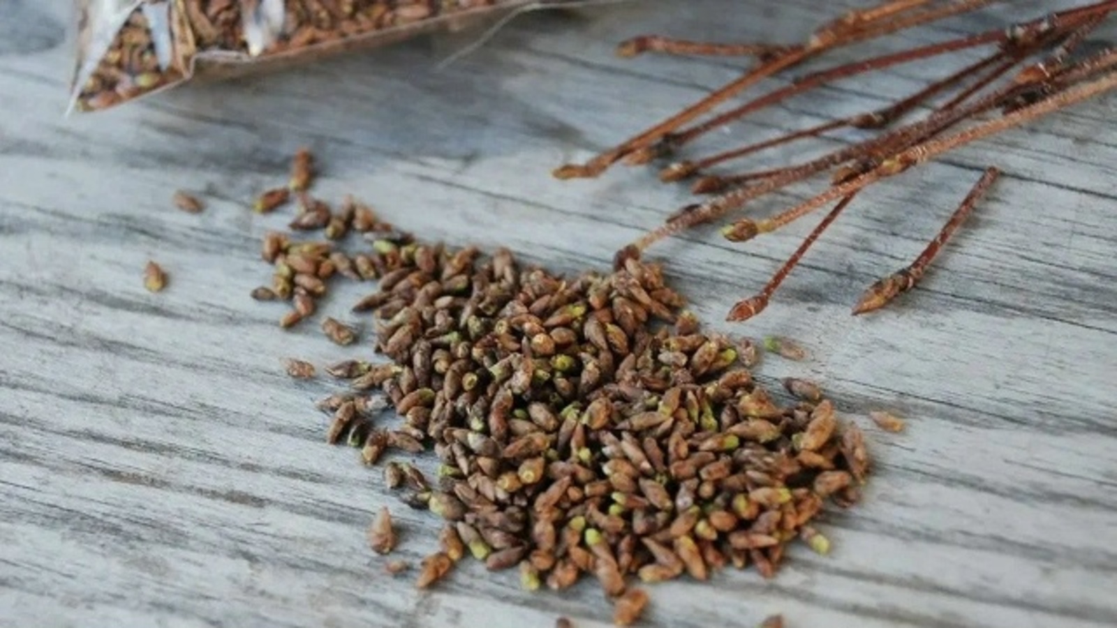 Ҡайын бөрөләрен ҡасан йыйырға?