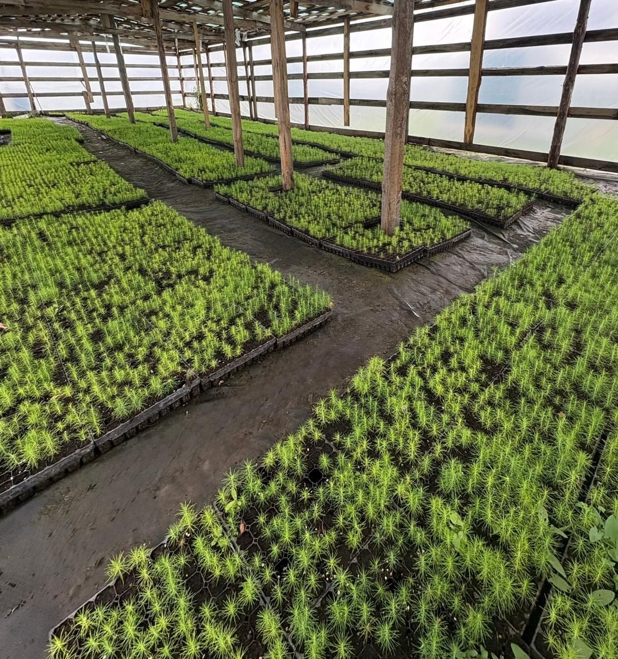 Байрам менән, урман хужалығы эшсәндәре!