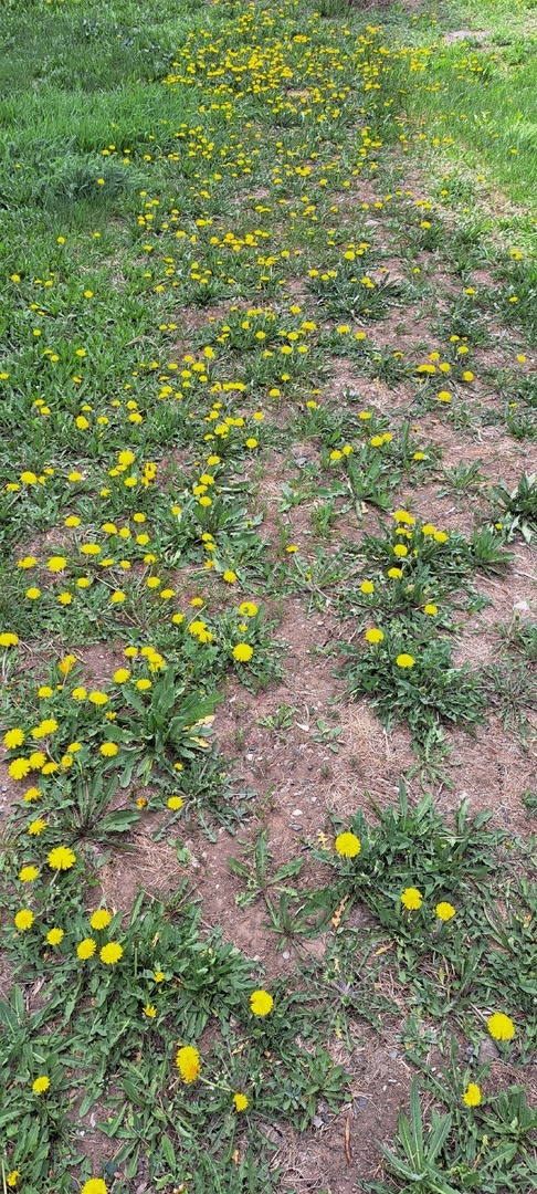 Бәпембә генә тимәгеҙ...