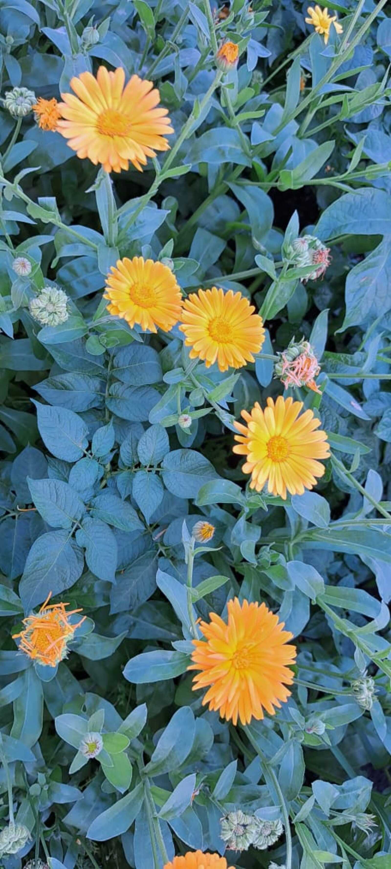 Күптәр уның файҙаһын белмәйҙер