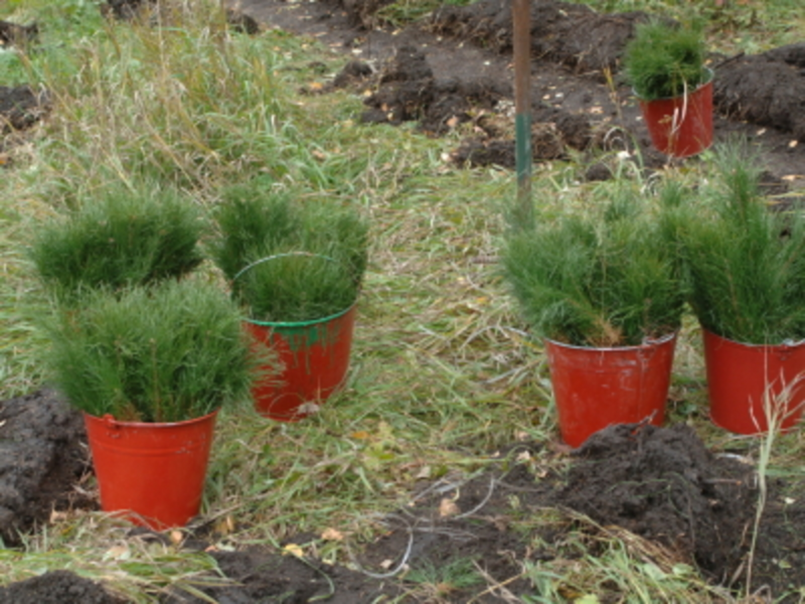 Балалар урман дуҫтары булып үҫә