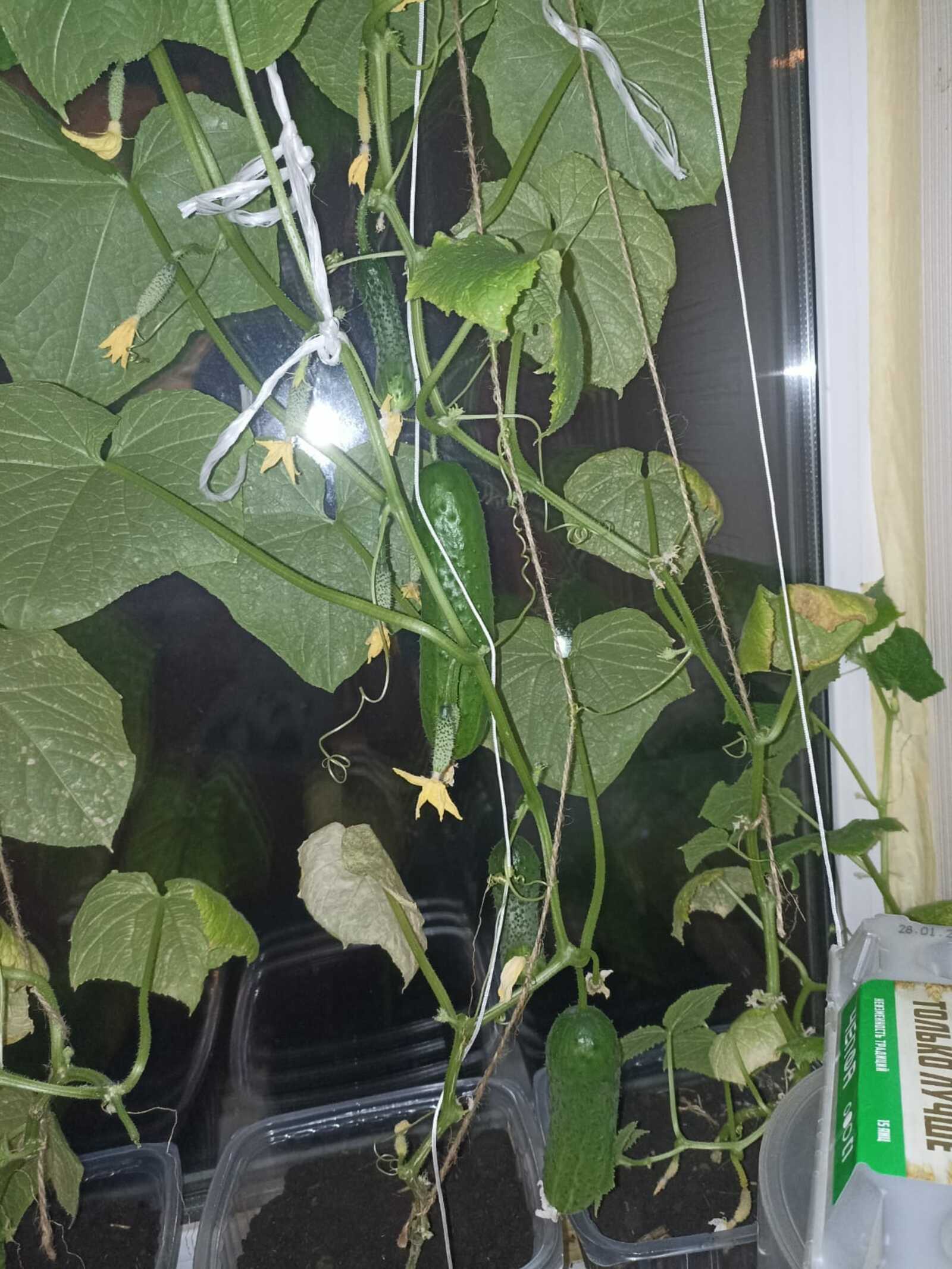 Төрлө сәскә һәм йәшелсә өсөн иң шәп ашлама