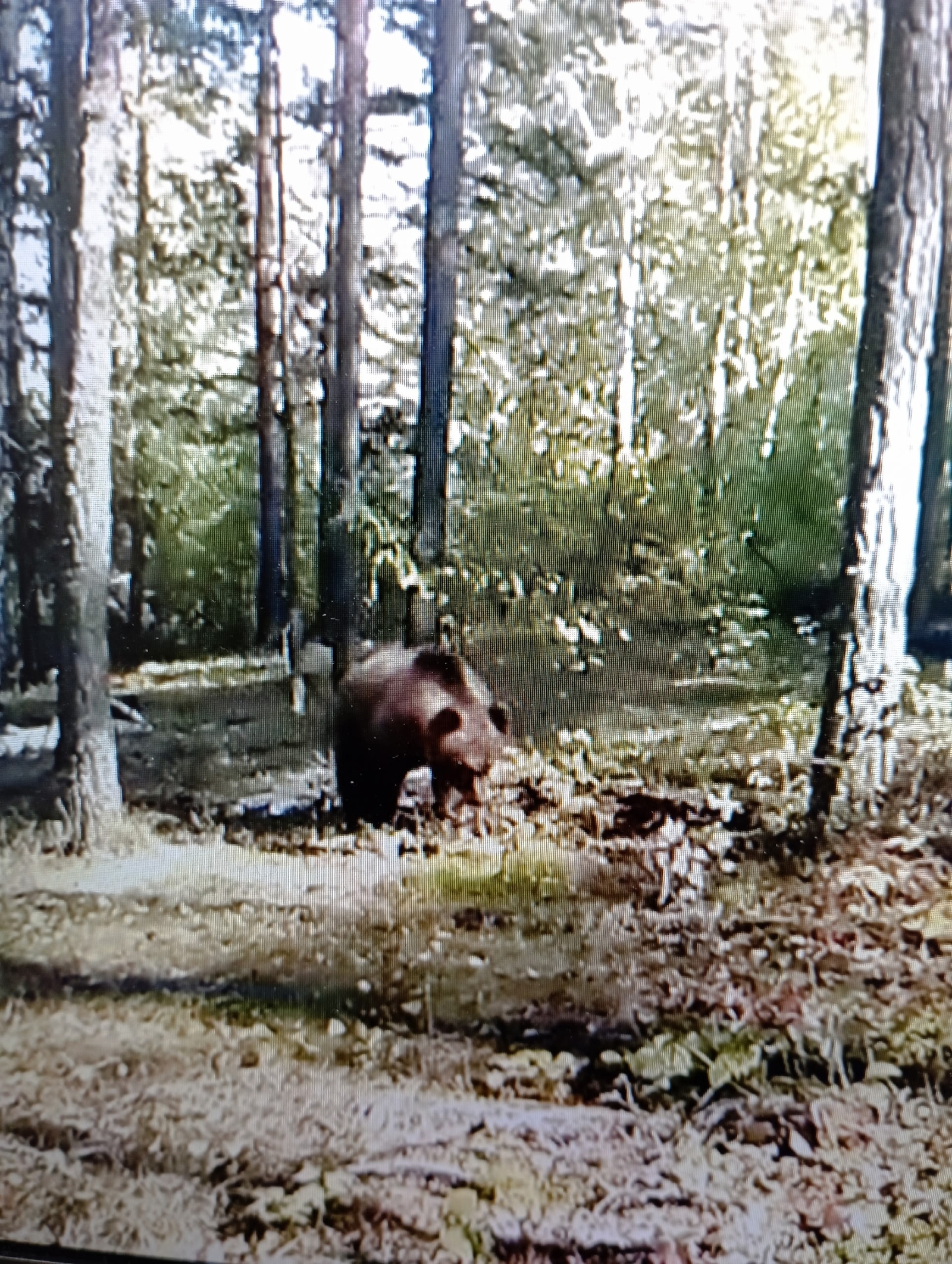 Иргә айыу һөжүм иткән!