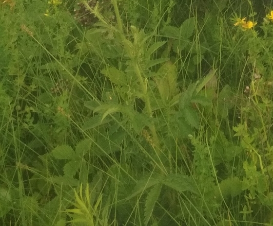 Ҡатын-ҡыҙҙың матурлығын һаҡлай торған үлән