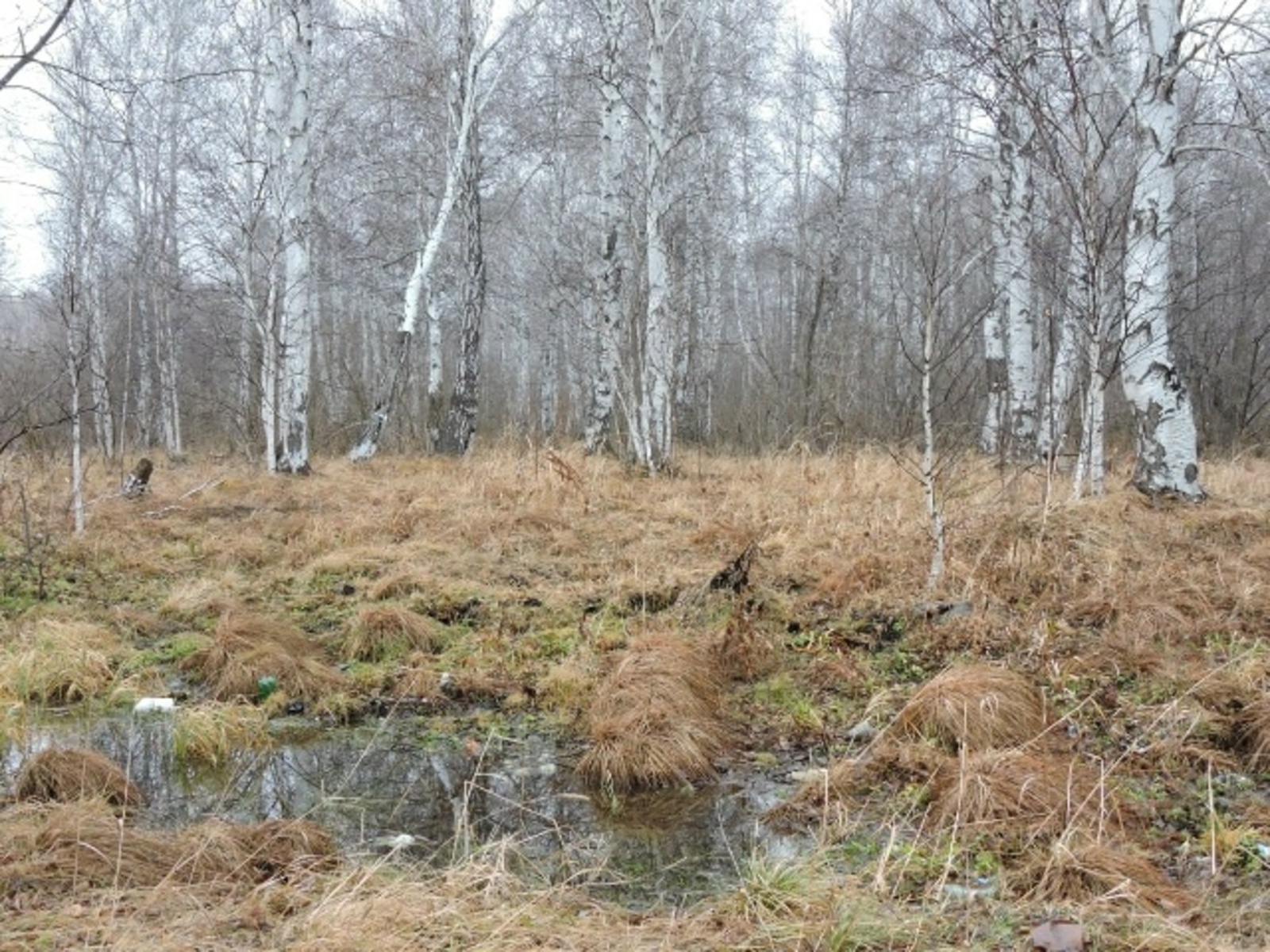 Асҡар ауылы янындағы урманда тапҡандар...