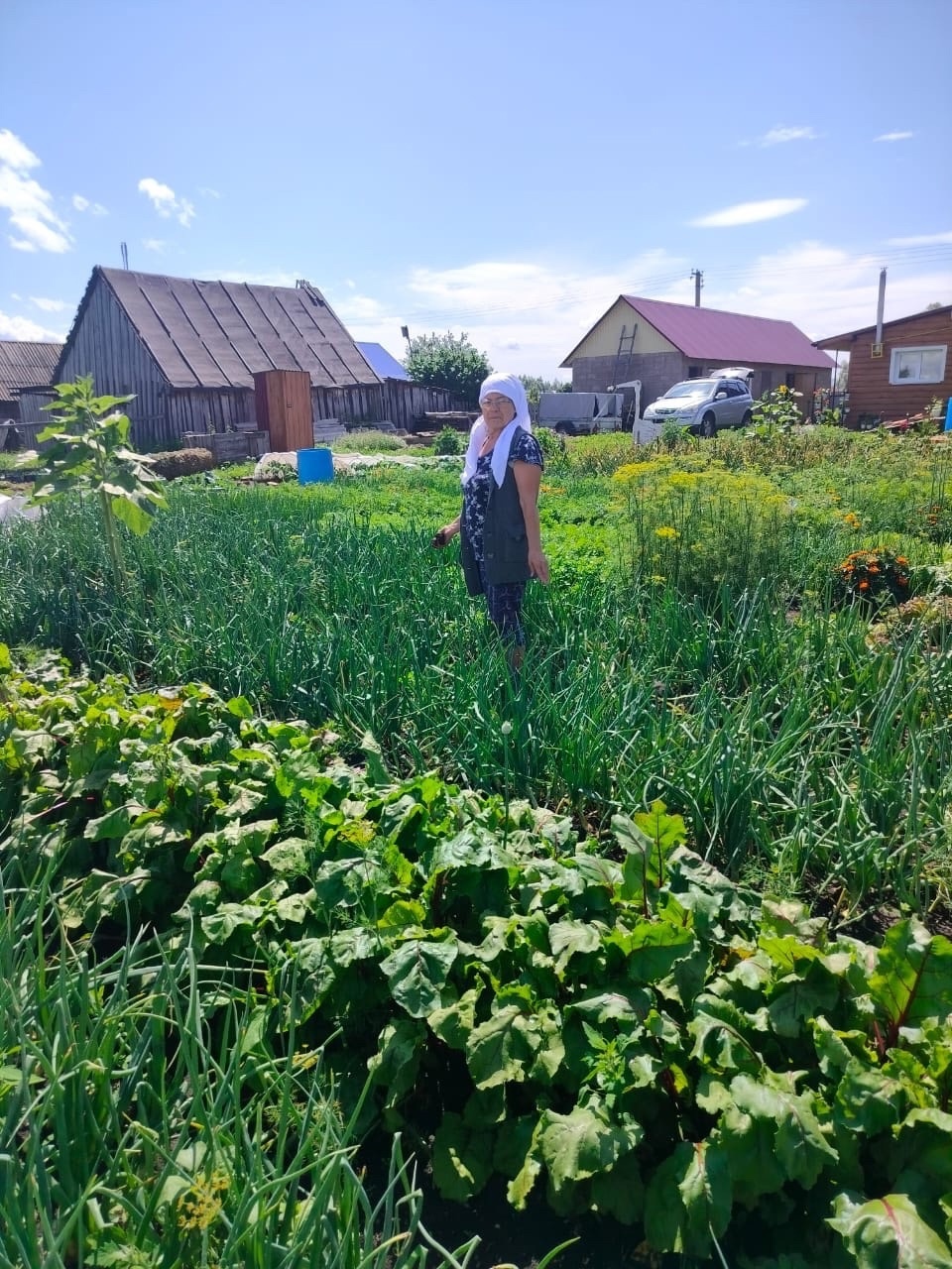 Көн һайын өс-дүрт помидоры ҡыҙарып тора