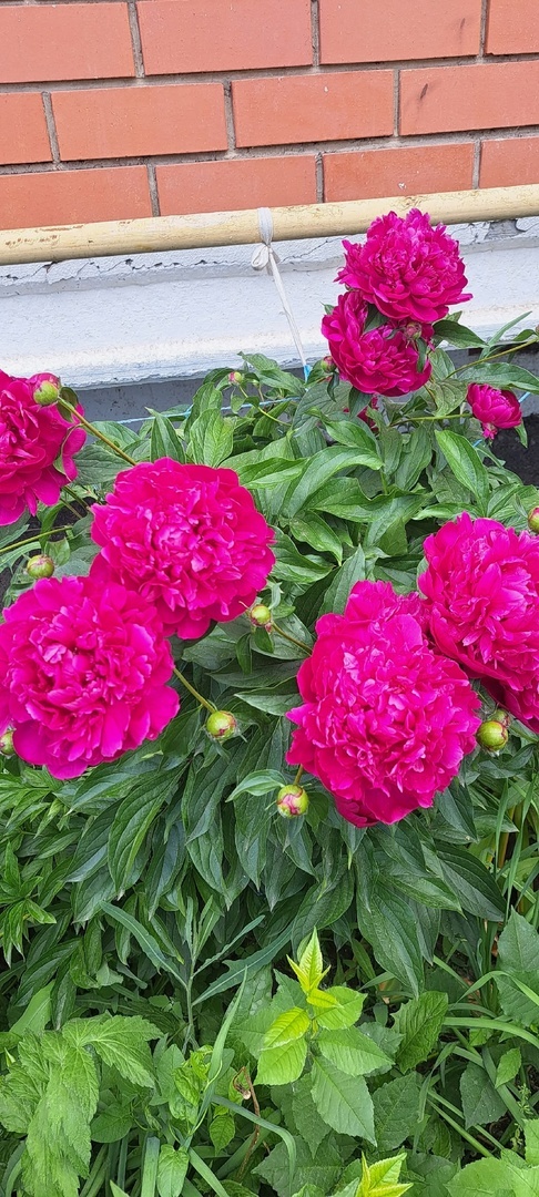 Байлыҡ һәм мөхәббәт сәскәһе