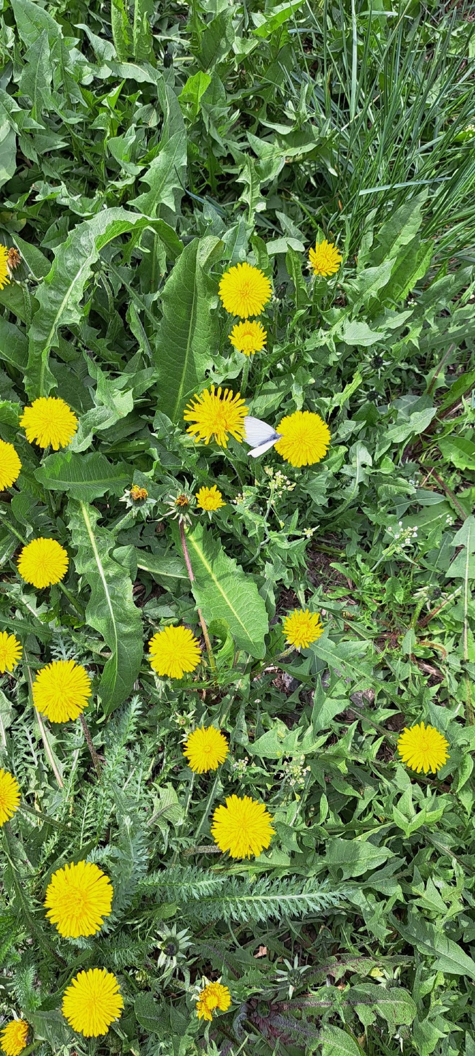 Бәпембә генә тимәгеҙ...