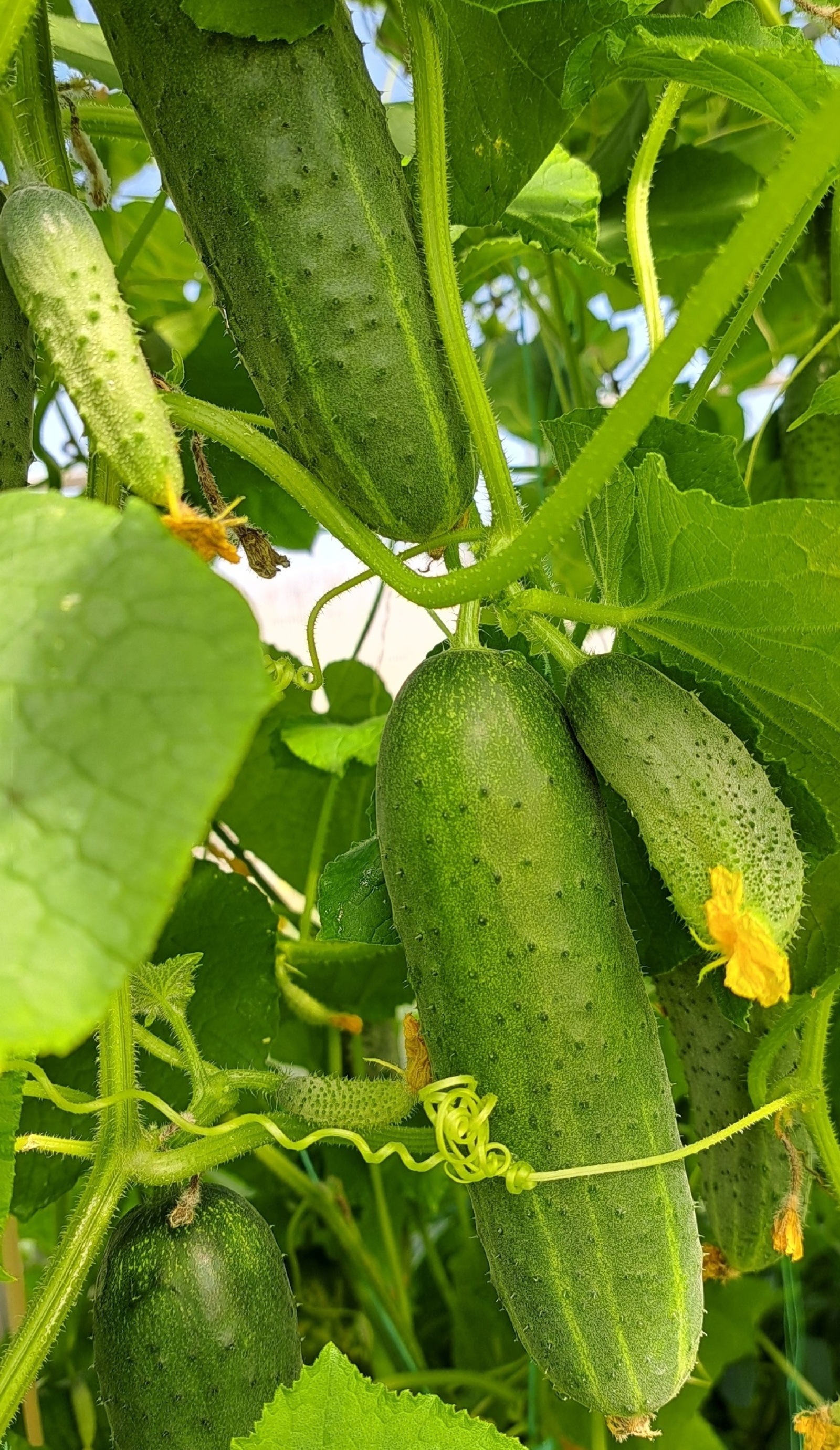 Бер төптән 150 ҡыяр алырһығыҙ!