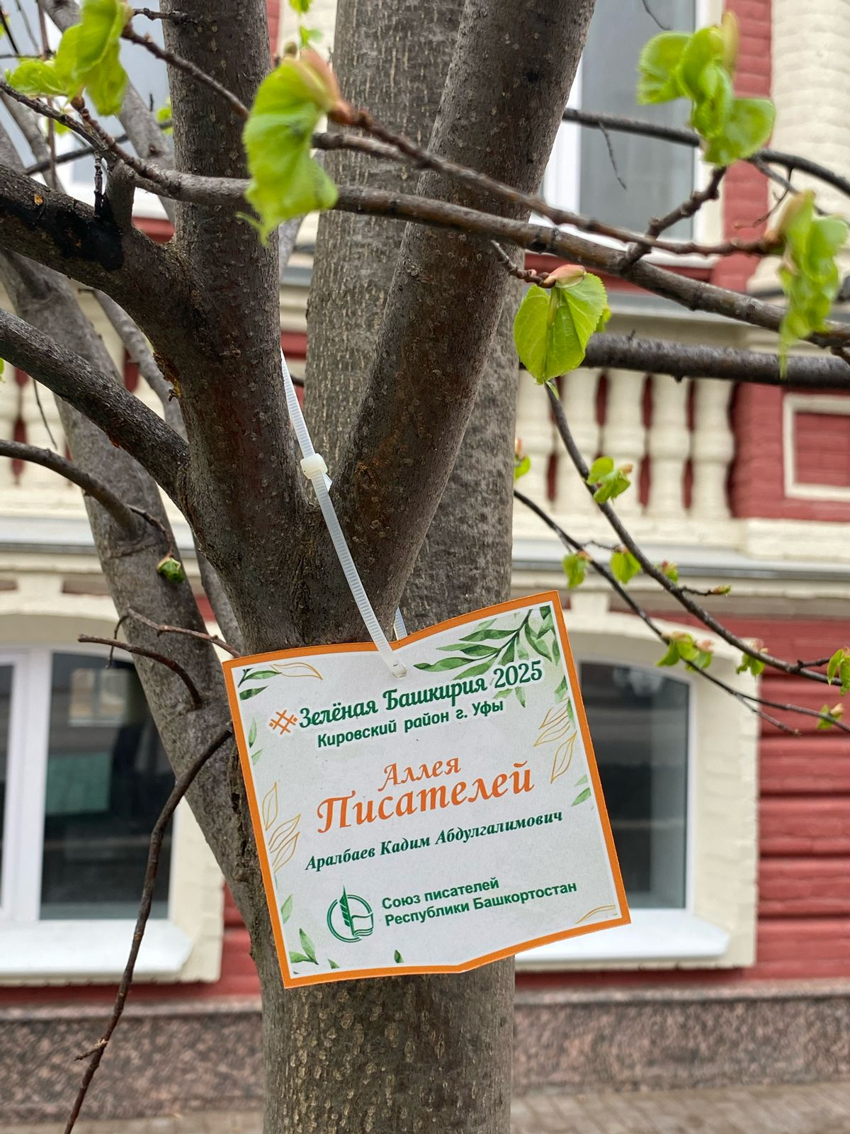 Йүкә аллеяһы барлыҡҡа килде