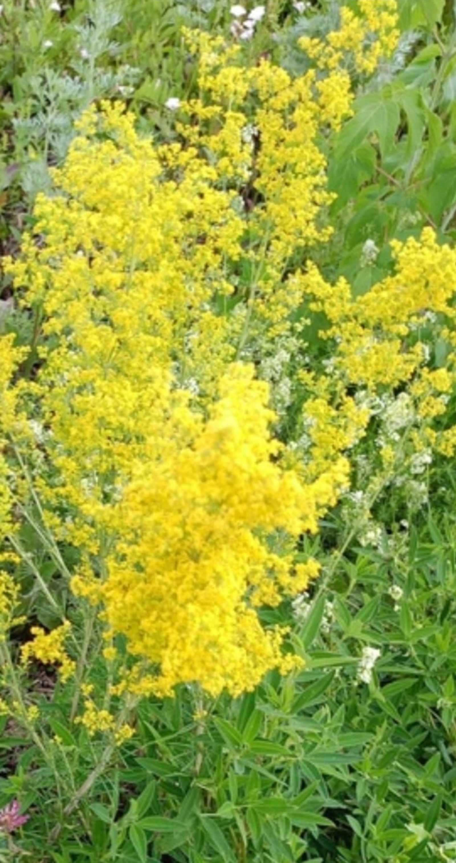 Варикоздан, юғары ҡан баҫымынан һәм ҡатын-ҡыҙ сирҙәренән файҙалы