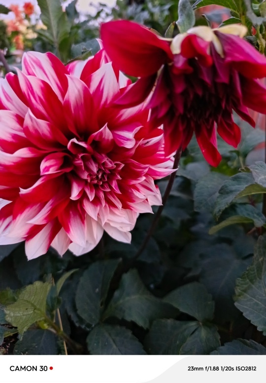 “Иремдең хөрмәтенә ултыртҡайным..."