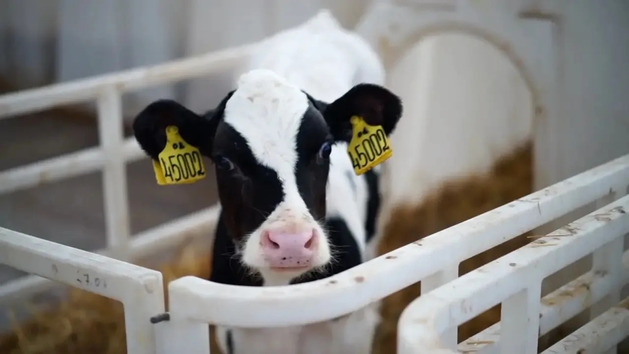 2030 йылға - ‎50 заманса һөт фермаһы