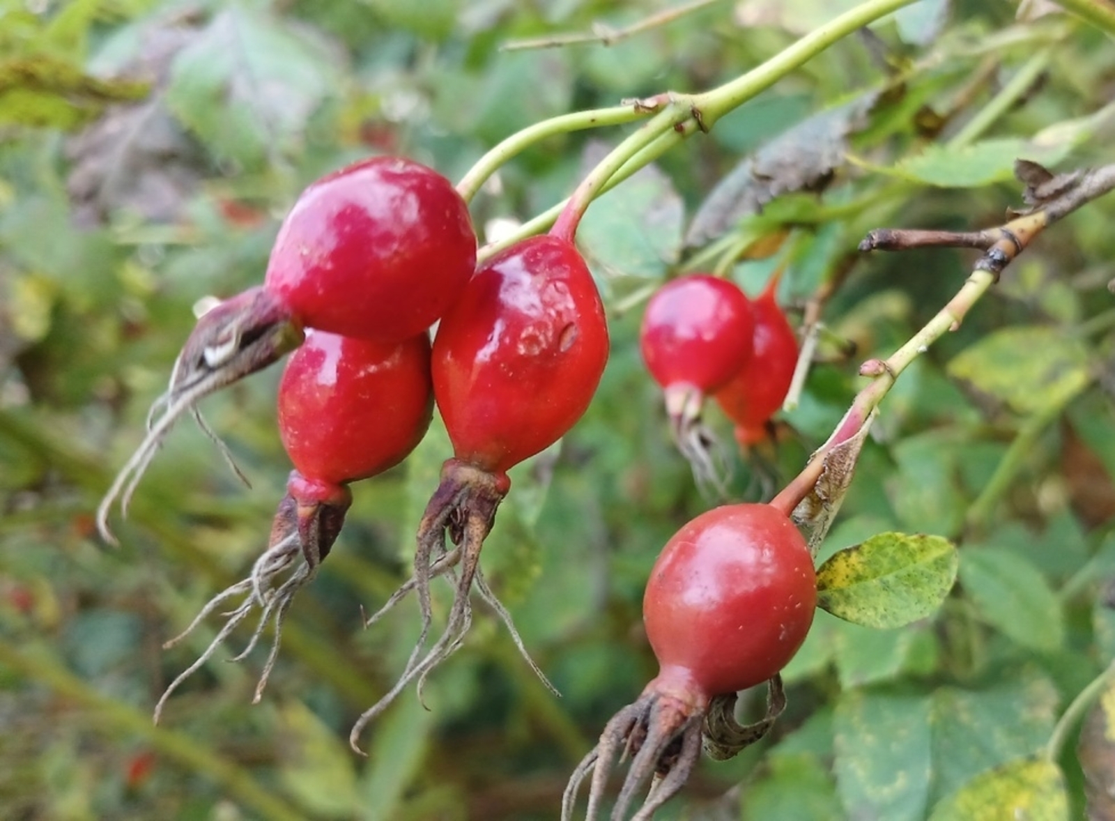 Күреү һәләтен яҡшыртыу өсөн ниндәй үләндәр һәм емештәр файҙалы?